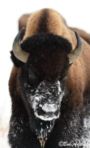 Wildlife photography prints, tours, and information at Three Peaks Photography