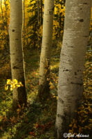 Landscape photography, Yellowstone & Grand Teton prints, photography tours, and information at Three Peaks Photography