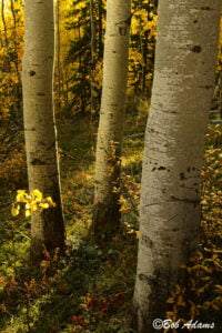 Landscape photography, Yellowstone & Grand Teton prints, photography tours, and information at Three Peaks Photography
