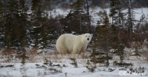 Wildlife photography prints, tours, and information at Three Peaks Photography