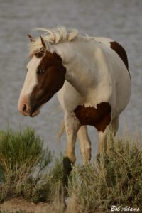 Wildlife photography prints, tours, and information at Three Peaks Photography