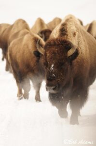 Wildlife photography prints, tours, and information at Three Peaks Photography