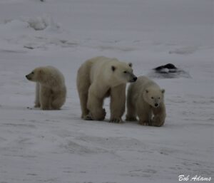 Wildlife photography prints, tours, and information at Three Peaks Photography