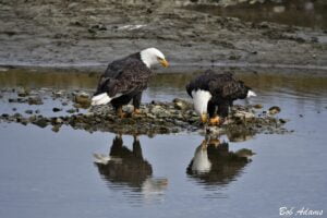 Wildlife photography prints, tours, and information at Three Peaks Photography