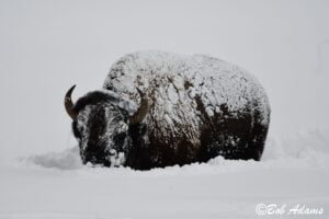 Wildlife photography prints, tours, and information at Three Peaks Photography