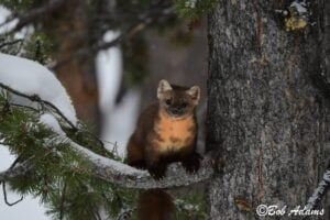 Wildlife photography prints, tours, and information at Three Peaks Photography