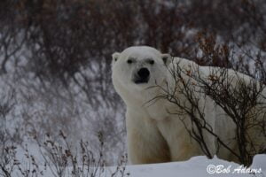 Wildlife photography prints, tours, and information at Three Peaks Photography