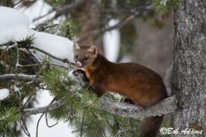 Wildlife photography prints, tours, and information at Three Peaks Photography