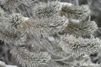 Landscape photography, Yellowstone & Grand Teton prints, photography tours, and information at Three Peaks Photography