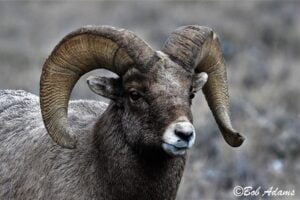 Wildlife photography prints, tours, and information at Three Peaks Photography