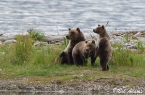 Wildlife photography prints, tours, and information at Three Peaks Photography