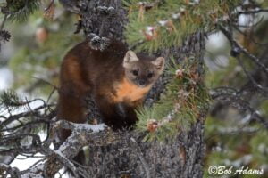 Wildlife photography prints, tours, and information at Three Peaks Photography