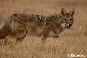 Wildlife photography prints, tours, and information at Three Peaks Photography