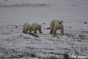 Wildlife photography prints, tours, and information at Three Peaks Photography