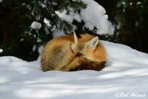 Wildlife photography prints, tours, and information at Three Peaks Photography