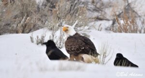 Wildlife photography prints, tours, and information at Three Peaks Photography