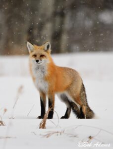 Wildlife photography prints, tours, and information at Three Peaks Photography