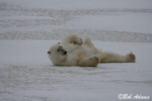 Wildlife photography prints, tours, and information at Three Peaks Photography