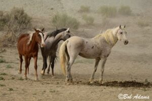 Wildlife photography prints, tours, and information at Three Peaks Photography