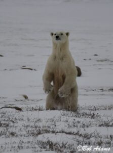 Wildlife photography prints, tours, and information at Three Peaks Photography