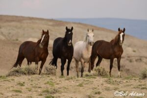 Wildlife photography prints, tours, and information at Three Peaks Photography