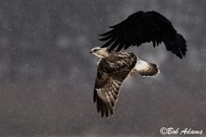 Wildlife photography prints, tours, and information at Three Peaks Photography