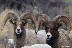 Wildlife photography prints, tours, and information at Three Peaks Photography