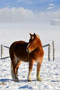 Wildlife photography prints, tours, and information at Three Peaks Photography
