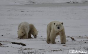 Wildlife photography prints, tours, and information at Three Peaks Photography