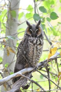 Wildlife photography prints, tours, and information at Three Peaks Photography