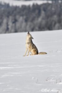 Wildlife photography prints, tours, and information at Three Peaks Photography