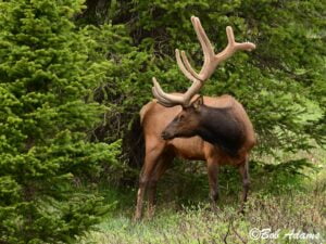 Wildlife photography prints, tours, and information at Three Peaks Photography